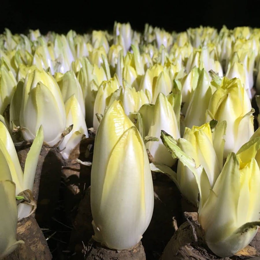 witlof Tijdelijke objectbeveiliging BDG Beveiliging